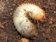 Blatthornkäfer, Scarabaeidae