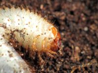 Blatthornkäfer, Scarabaeidae