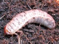Blatthornkäfer, Scarabaeidae