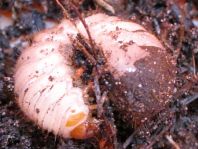 Blatthornkäfer, Scarabaeidae