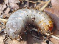 Blatthornkäfer, Scarabaeidae