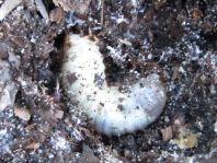 Blatthornkäfer, Scarabaeidae
