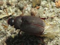 Maladera holosericea