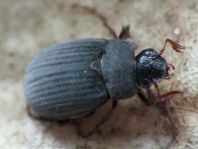 Maladera holosericea