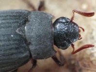 Maladera holosericea