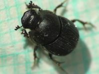 Onthophagus sp.