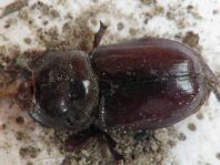 Oryctes nasicornis, Nashornkäfer