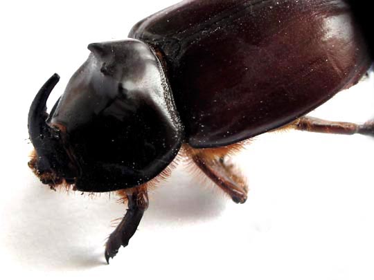 Oryctes nasicornis, Nashornkäfer
