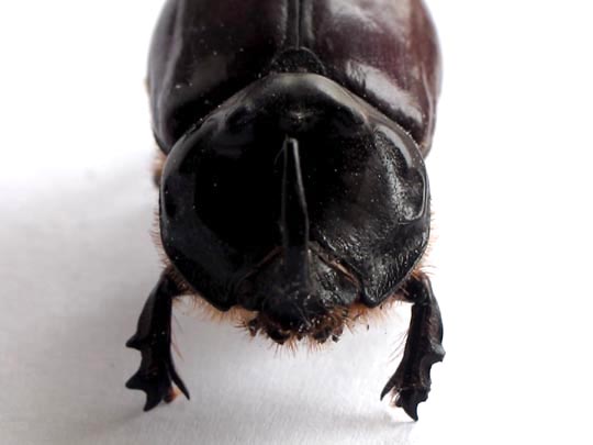Oryctes nasicornis, Nashornkäfer