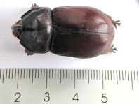 Oryctes nasicornis, Nashornkäfer
