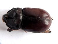 Oryctes nasicornis, Nashornkäfer