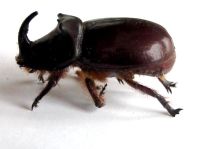 Oryctes nasicornis, Nashornkäfer