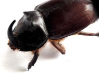 Oryctes nasicornis, Nashornkäfer