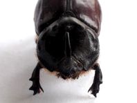 Oryctes nasicornis, Nashornkäfer