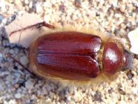 Pachydema sp.