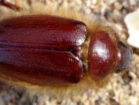 Pachydema sp.