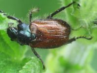 Gartenlaubkäfer, Phyllopertha horticola