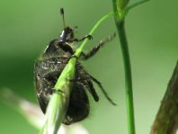 Gartenlaubkäfer, Phyllopertha horticola