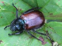 Gartenlaubkäfer, Phyllopertha horticola