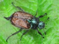 Gartenlaubkäfer, Phyllopertha horticola