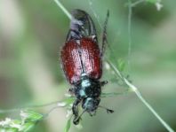 Gartenlaubkäfer, Phyllopertha horticola