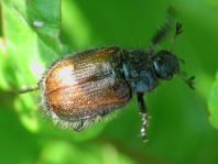 Gartenlaubkäfer, Phyllopertha horticola