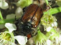 Gartenlaubkäfer, Phyllopertha horticola