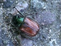 Gartenlaubkäfer, Phyllopertha horticola