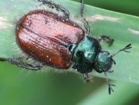 Gartenlaubkäfer, Phyllopertha horticola