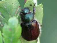 Gartenlaubkäfer, Phyllopertha horticola