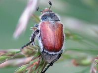 Gartenlaubkäfer, Phyllopertha horticola