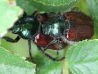 Gartenlaubkäfer, Phyllopertha horticola