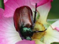 Gartenlaubkäfer, Phyllopertha horticola