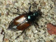 Gartenlaubkäfer, Phyllopertha horticola