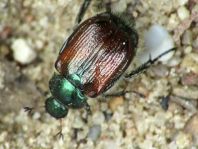 Gartenlaubkäfer, Phyllopertha horticola