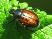 Gartenlaubkäfer, Phyllopertha horticola