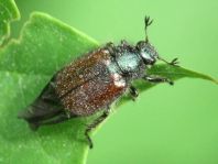Gartenlaubkäfer, Phyllopertha horticola