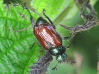 Gartenlaubkäfer, Phyllopertha horticola