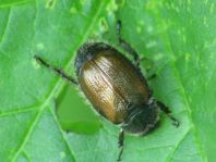 Gartenlaubkäfer, Phyllopertha horticola