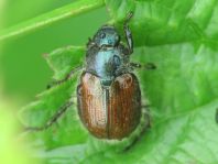 Gartenlaubkäfer, Phyllopertha horticola