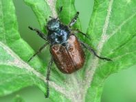 Gartenlaubkäfer, Phyllopertha horticola