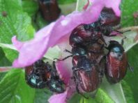 Gartenlaubkäfer, Phyllopertha horticola