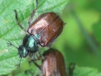 Gartenlaubkäfer, Phyllopertha horticola
