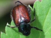 Gartenlaubkäfer, Phyllopertha horticola