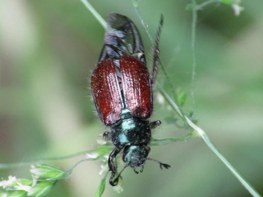 Gartenlaubkäfer, Phyllopertha horticola