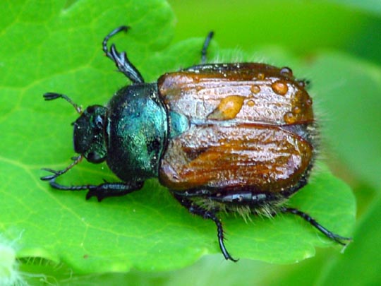Gartenlaubkäfer, Phyllopertha horticola