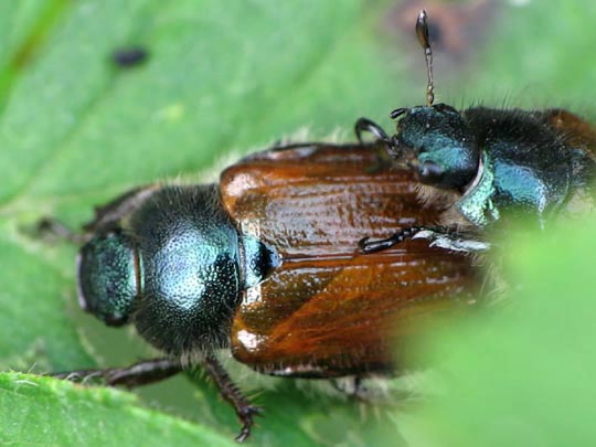 Gartenlaubkäfer, Phyllopertha horticola