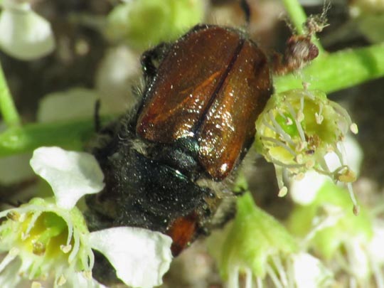 Gartenlaubkäfer, Phyllopertha horticola