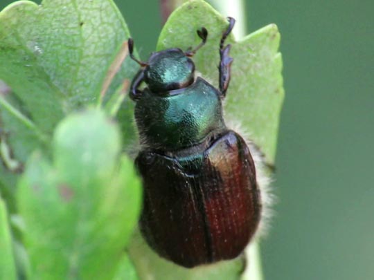 Gartenlaubkäfer, Phyllopertha horticola