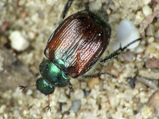 Gartenlaubkäfer, Phyllopertha horticola